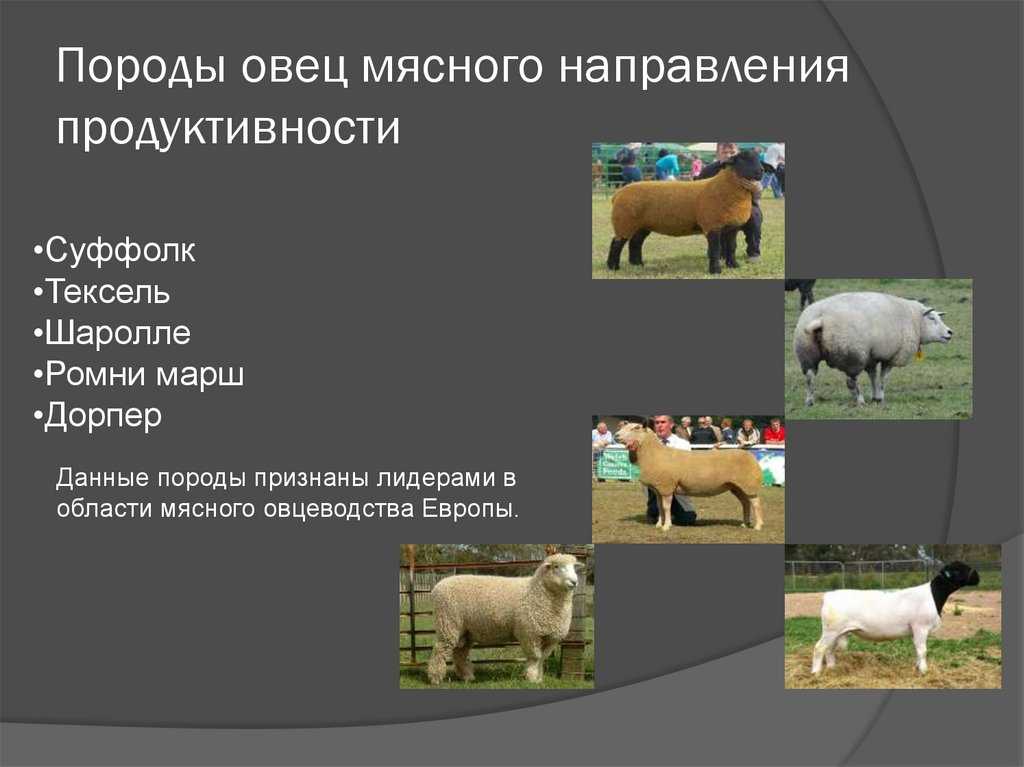 Классификация пород крупного рогатого скота по направлению продуктивности. плановое районирование пород.