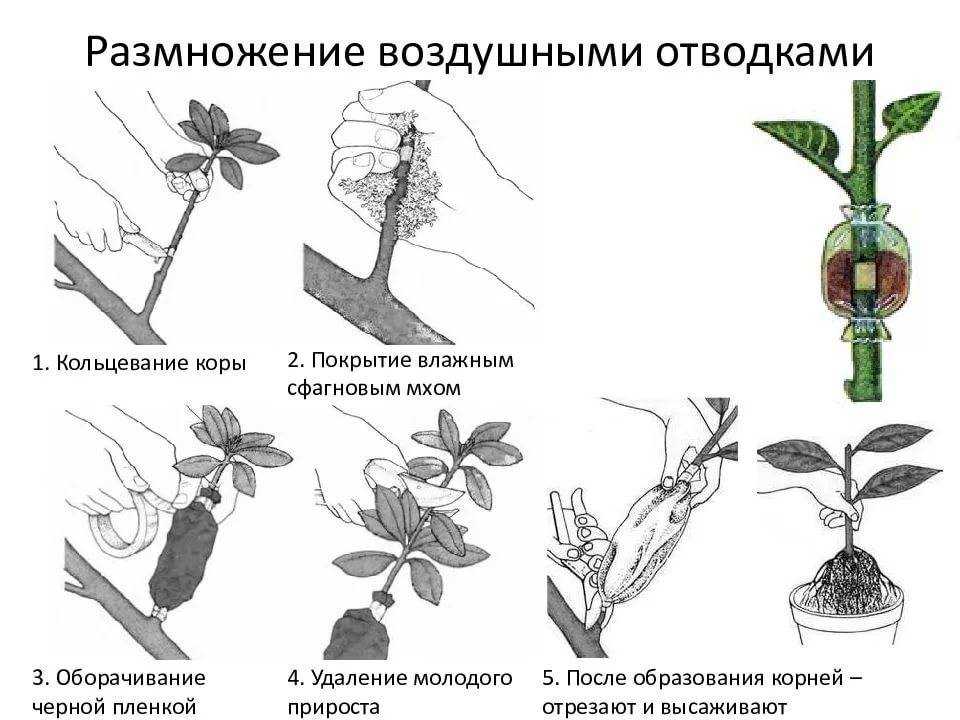 Как кедр вырастить из ветки