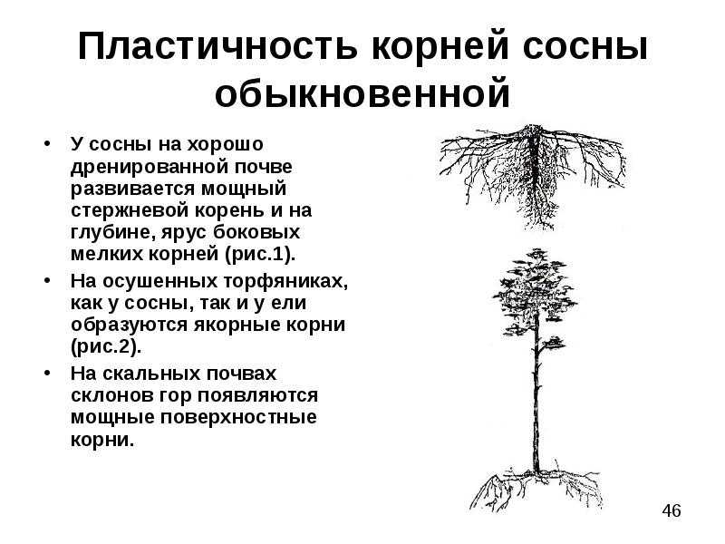 Корневая система сосны: особенности, болезни и вредители, уход