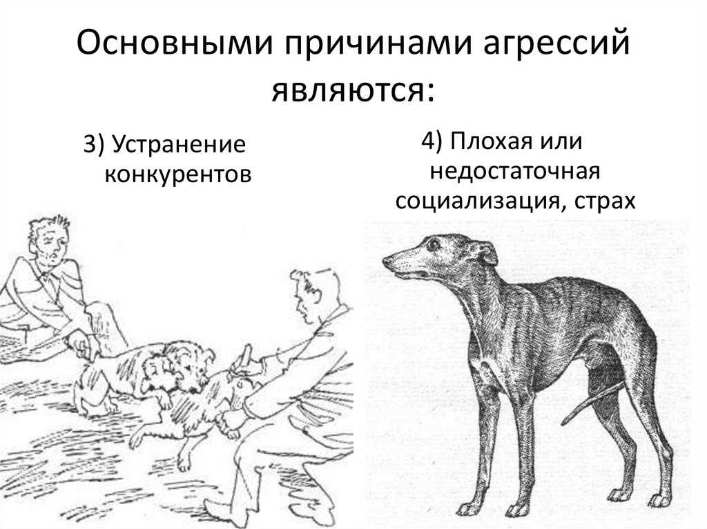 От животных к человеку [1990 кон и.с. - введение в сексологию]