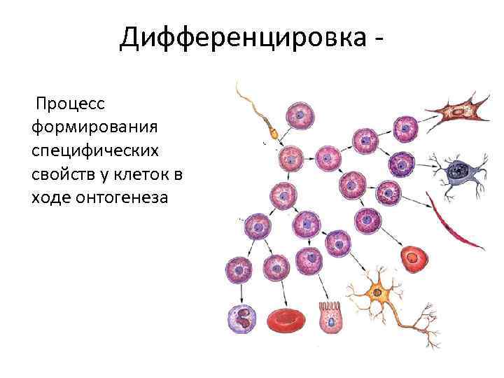 Дифференциация клеток: у животных и растений - наука - 2023