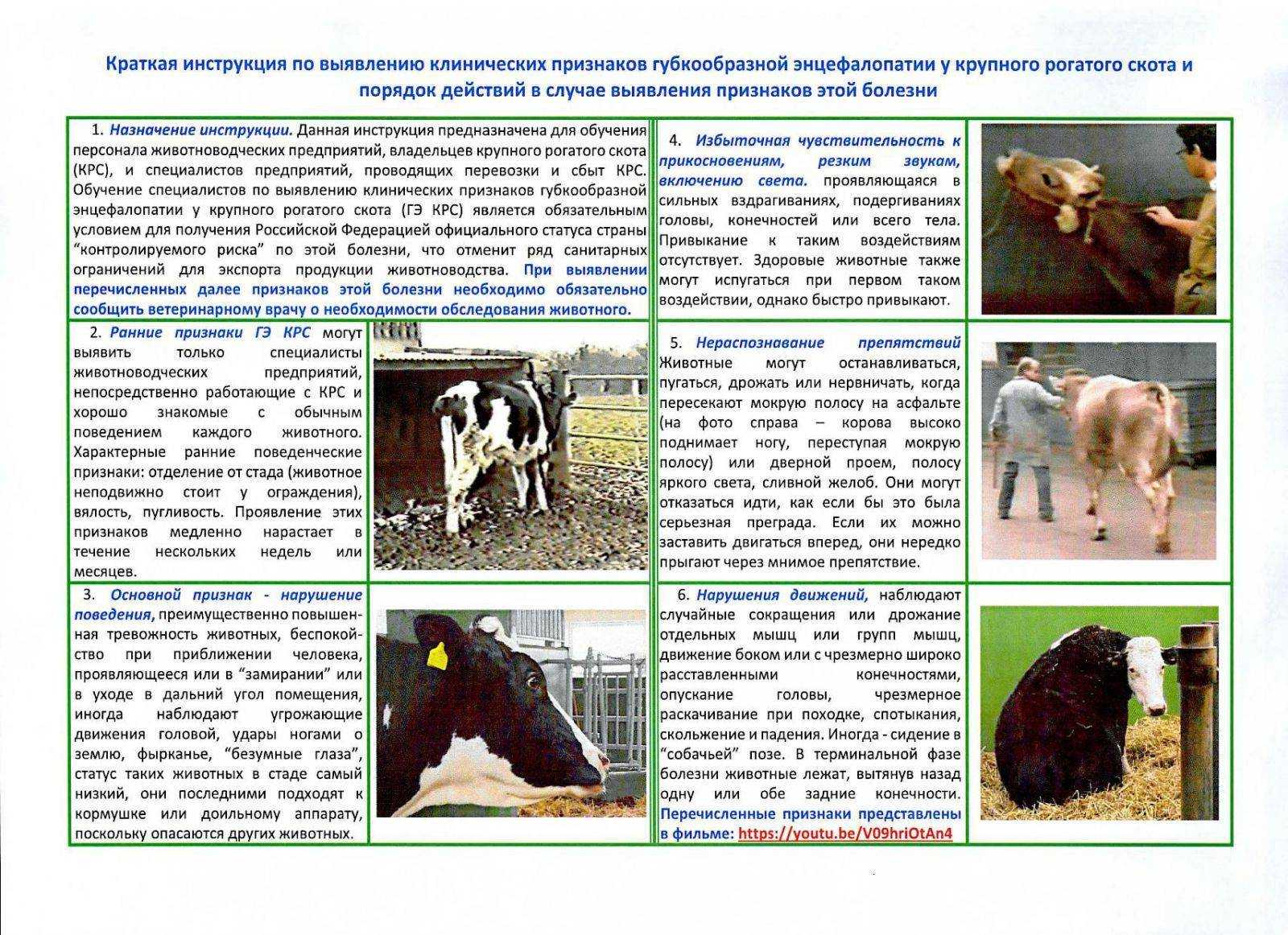 Фасциолез крупного рогатого скота как функционирующая паразитарная система : эпизоотологическая диагностика, меры борьбы