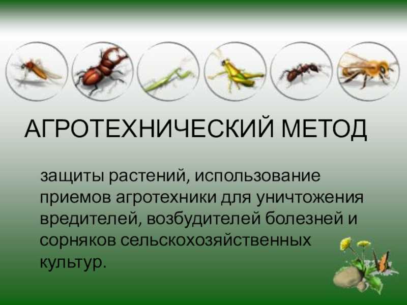 Защита сельскохозяйственных растений от вредителей и болезней. технология 5 класс