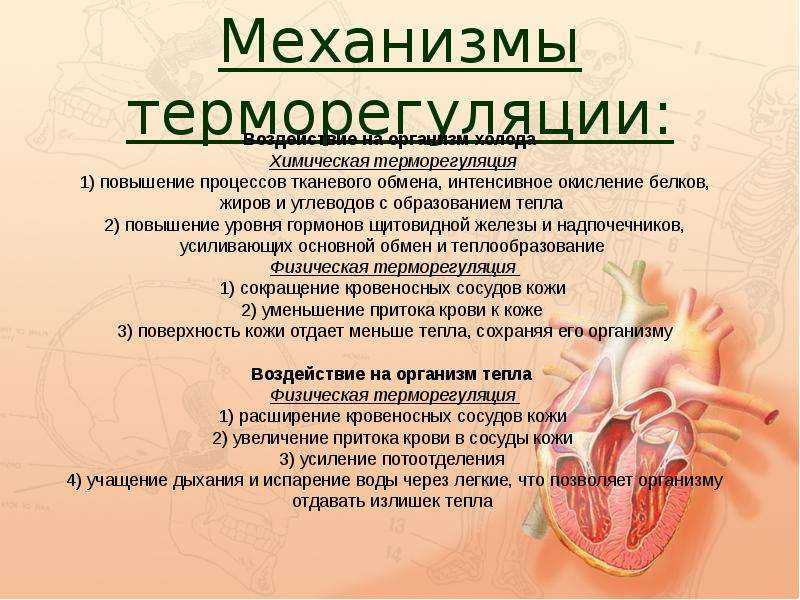 Глава vii. физиология теплообмена