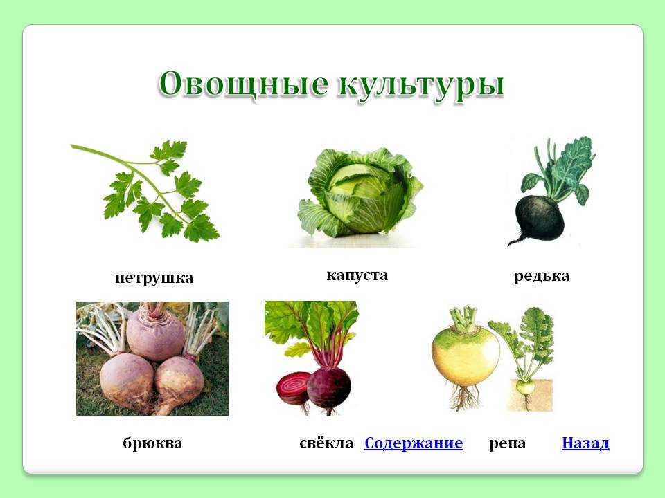 Корнеплодные овощные растения