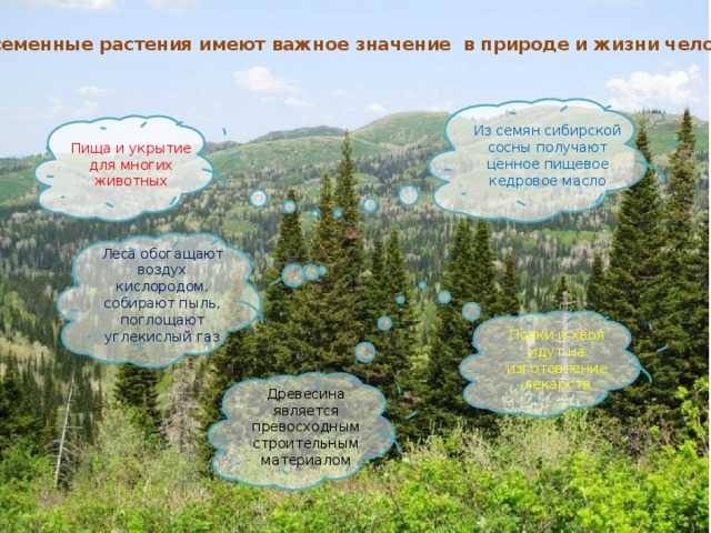 Что вы не знали о сосне обыкновенной?