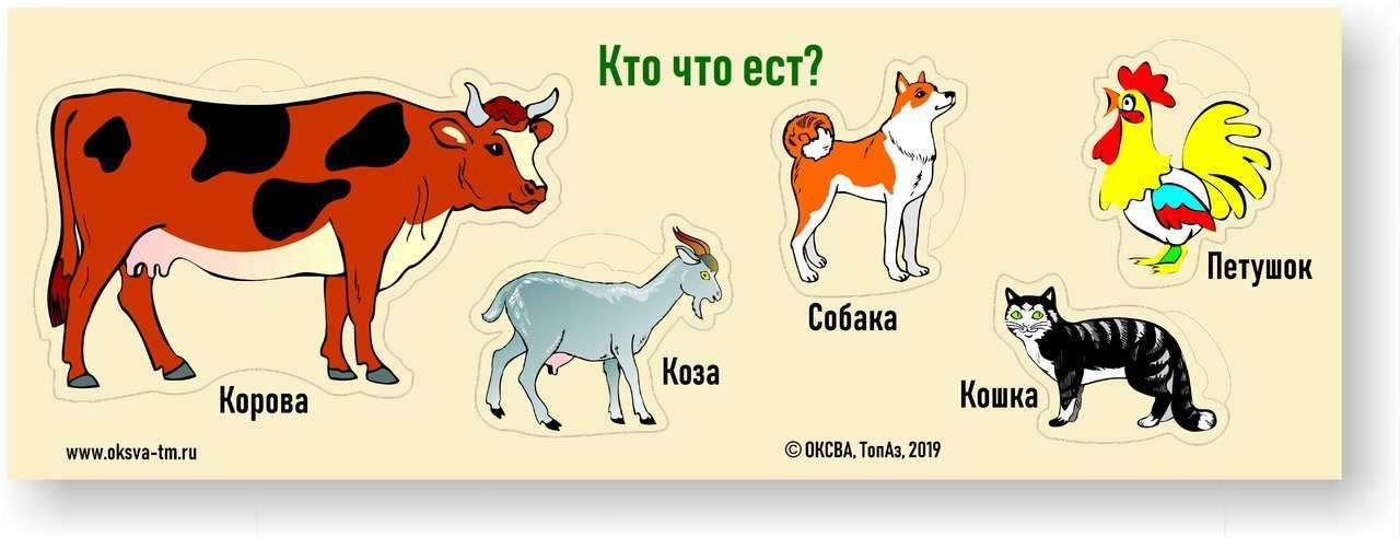 Домашний скот: виды и описание