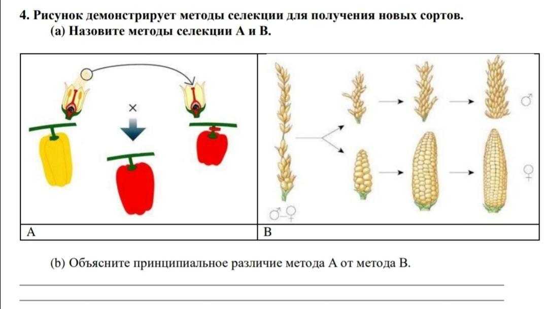 Направления и методы селекции гороха | agromage.com