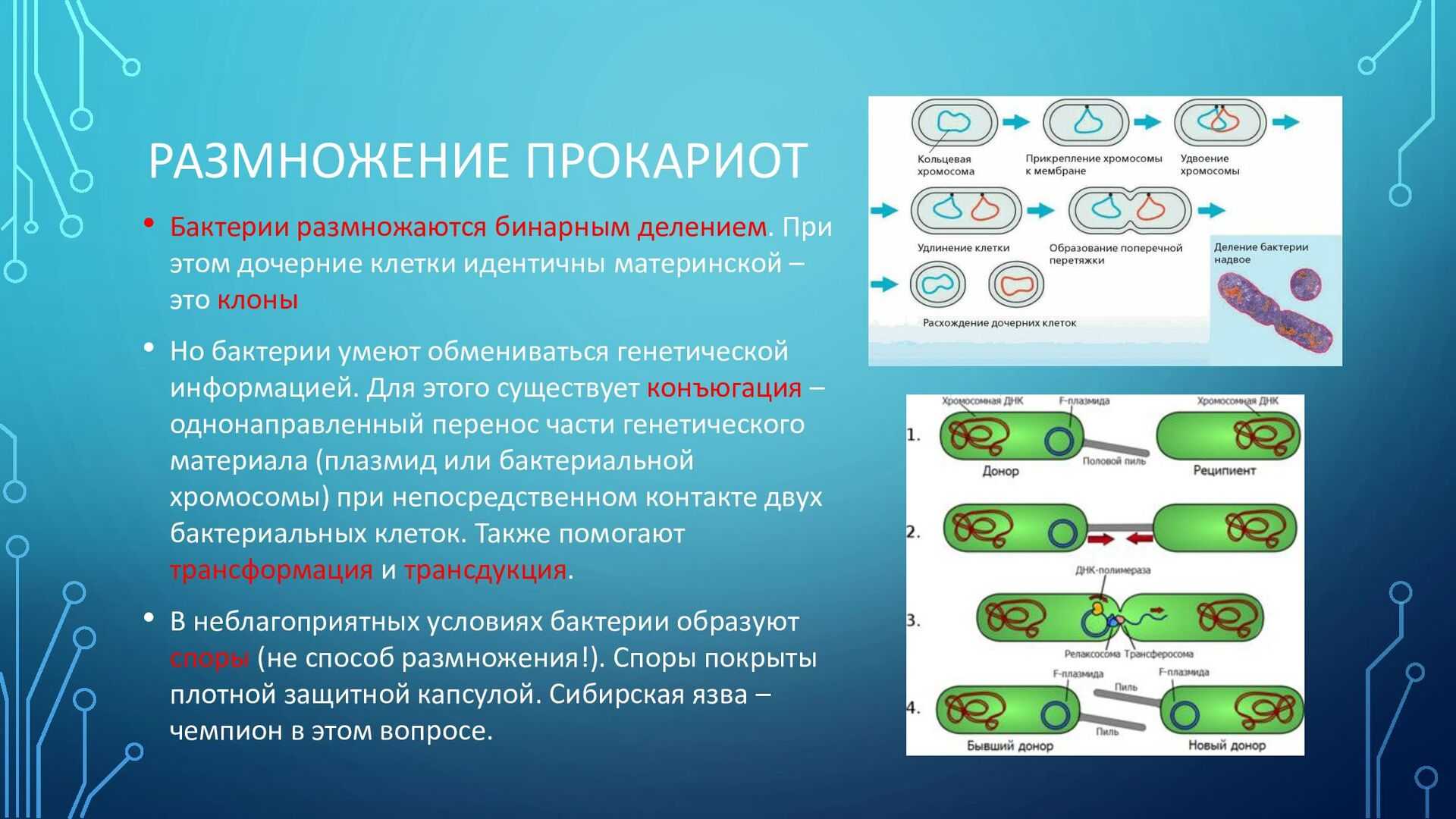 Тип лишайники. лихенология