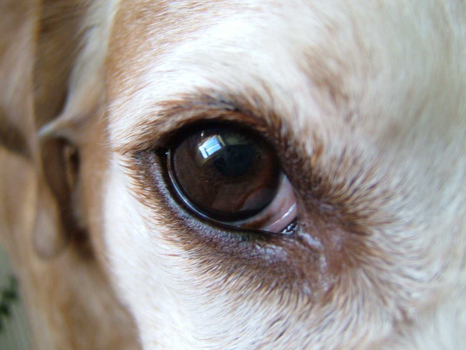 Болезни глаз у кошек и собак.