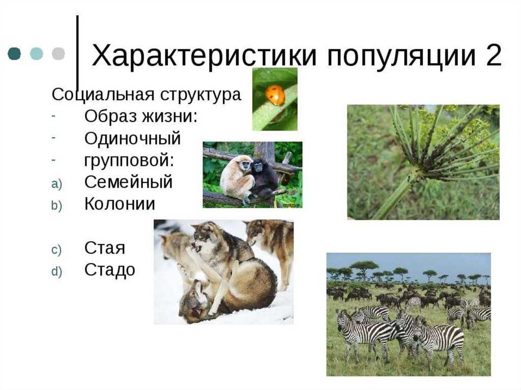 Жизнь животных в сообществе, объединение животных в группы стада косяки стаи, разделение труда у животных совместная деятельность, взаимоотношения между особями, враждебное отношение к себе подобным , фото жизнь животных в сообществе доклад реферат