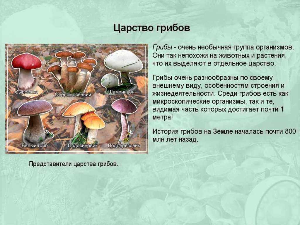 Диморфные грибы: общие положения и примеры
