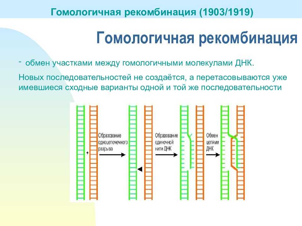Разница между мутацией и рекомбинацией - разница между - 2023