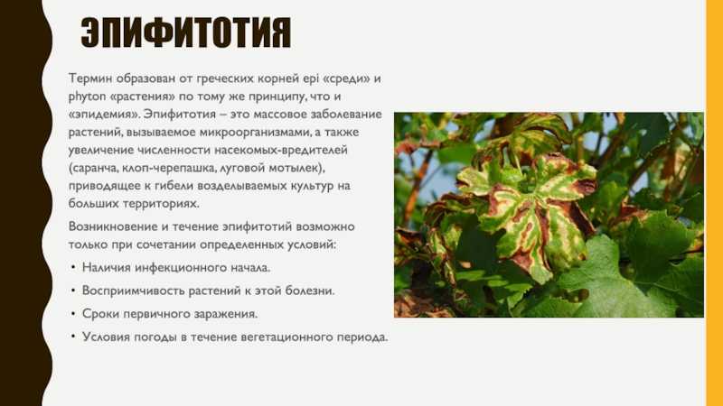 Оценка риска развития эпифитотий фитофтороза картофеля на территории рф в 2019–2020 гг. с использованием цифровых технологий - статья | истина – интеллектуальная система тематического исследования наукометрических данных