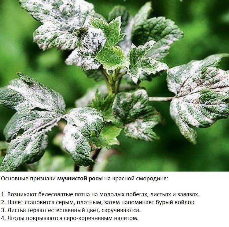 Болезни дуба