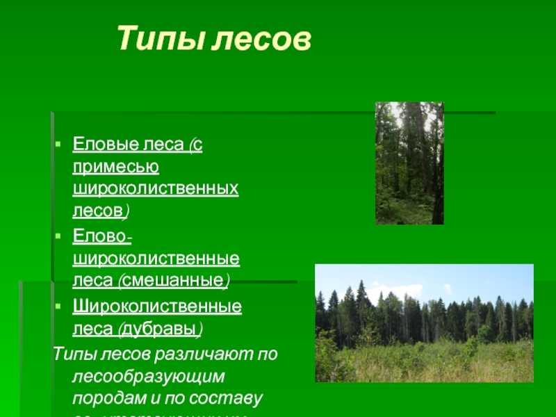 Классификационная схема типов леса по сукачеву