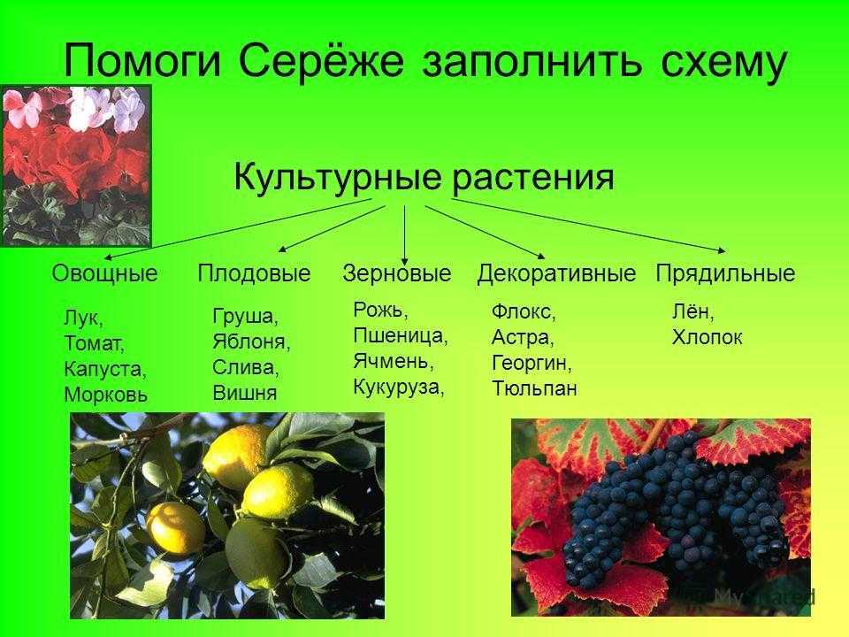 § 37. одомашнивание как начальный этап селекции