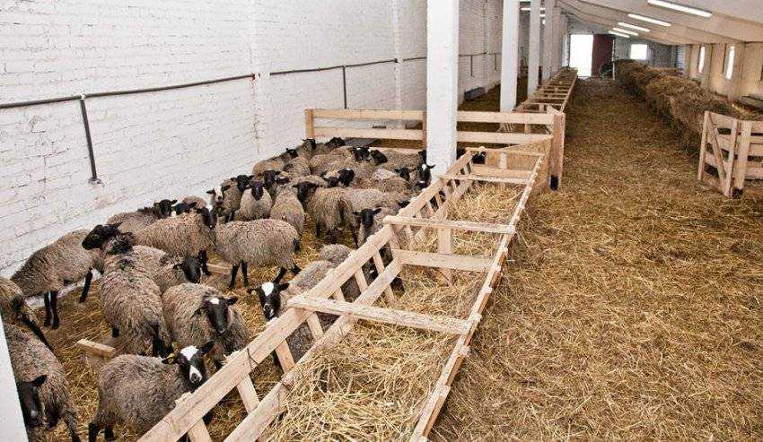 Технология интенсивного выращивания племенного молодняка романовской овцы. организация ягнения и выращивания молодняка овец