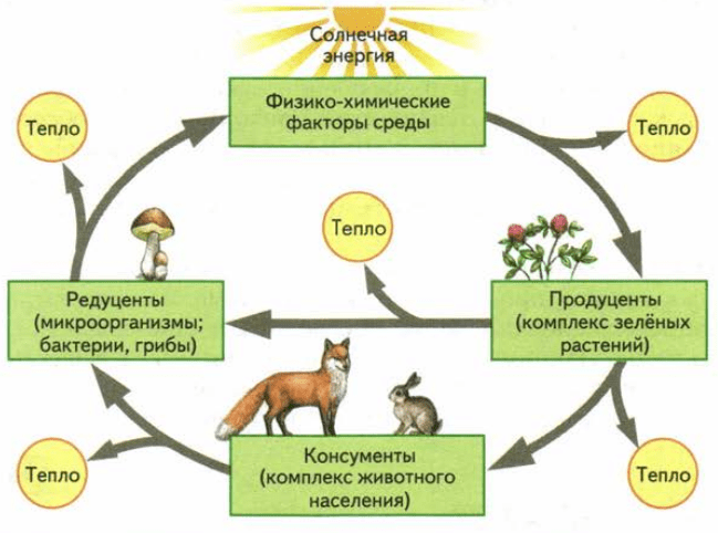 Озёрные экосистемы
