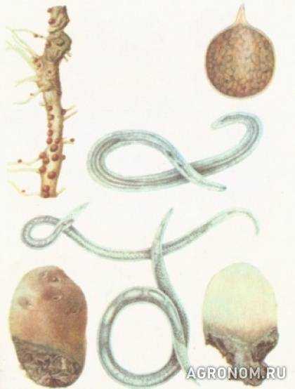 Heterodera avenae - frwiki.wiki