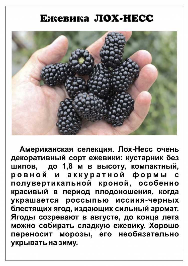 Ежевика садовая: посадка и уход