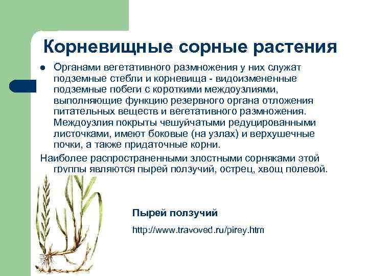 Сорные растения с названиями и фото, растения-паразиты