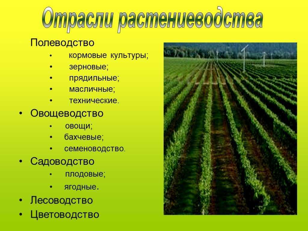 Грядки для клубники: виды грядок и способы выращивания
