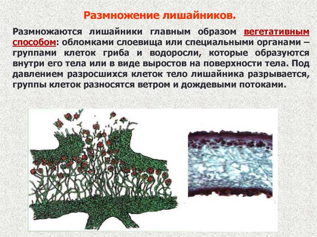 Лишайники