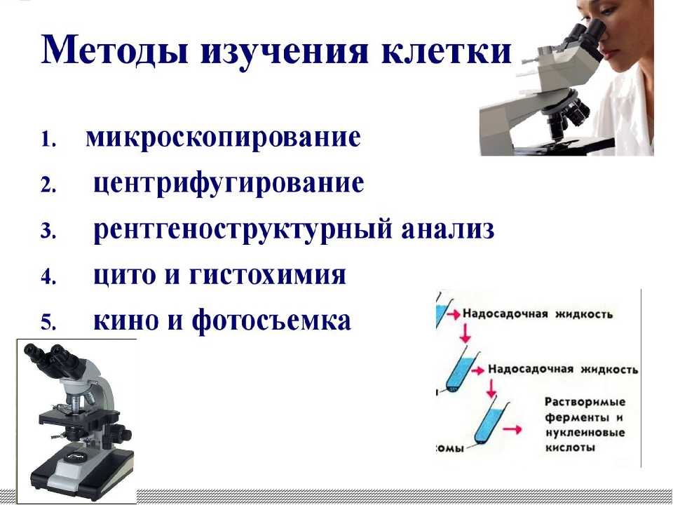 Цитоплазма – строение и функции. движение цитоплазмы