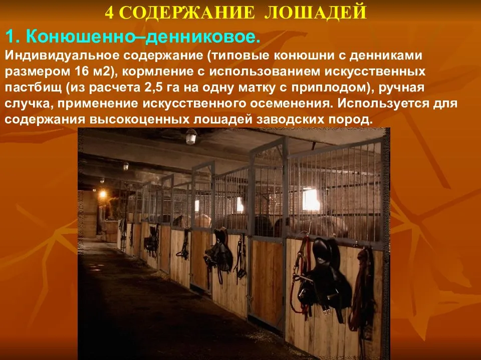 Уход за лошадьми: содержание в домашних условиях, загон для выгула и стойло для коня