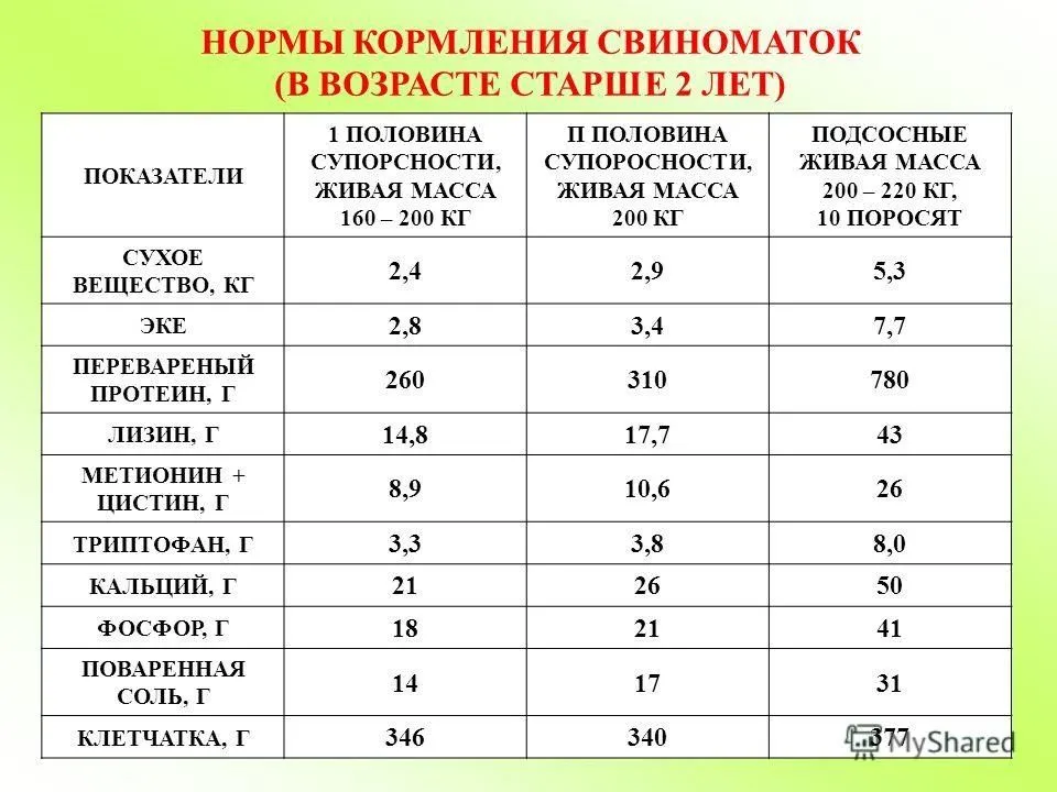 Содержание свиней | технология содержания подсосных поросят