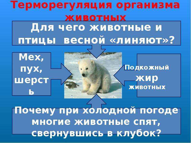 Теплокровные животные: примеры, характеристика, преимущества и недостатки гомойотермии — природа мира