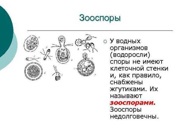 Что такое зооспоры у водорослей: всё, что нужно знать