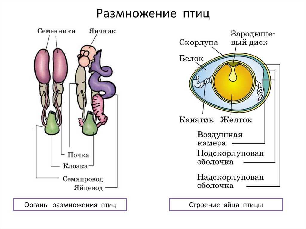 Сколько времени формируется яйцо у курицы, как появляются птенцы