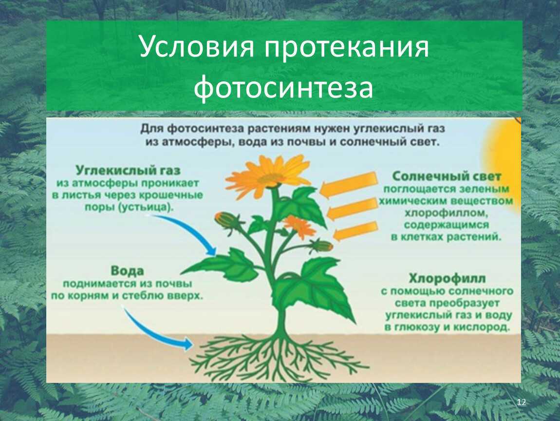 Освещение для растений, какой свет нужен домашней флоре и как выбрать подходящую лампу - 15 фото