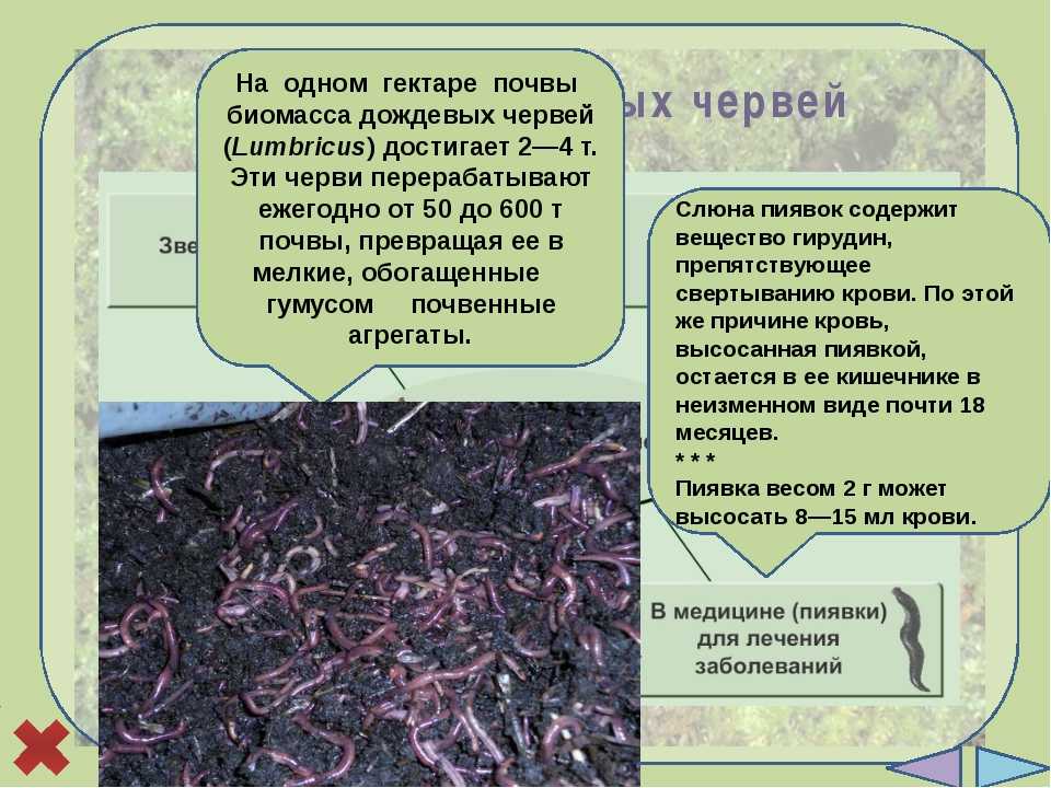 Проблемы газонов