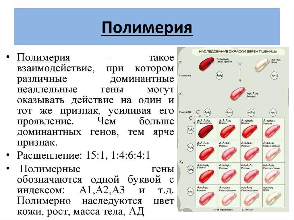 Петунин о. 				 |
						закономерности наследственности | газета «биология» № 10/2009