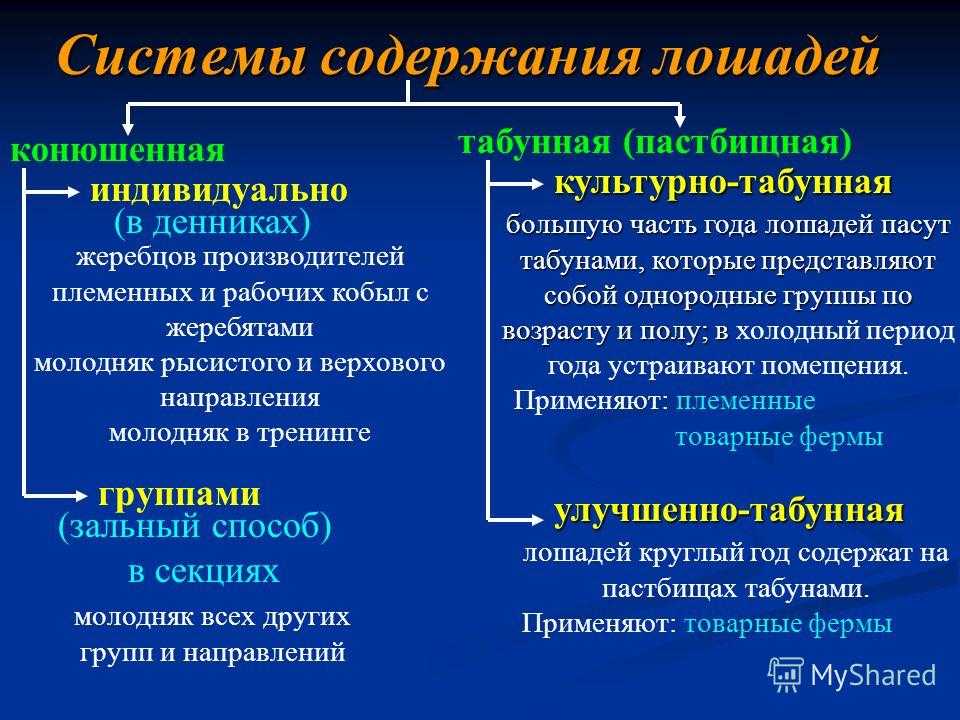 Гигиенические требования к содержанию лошадей
