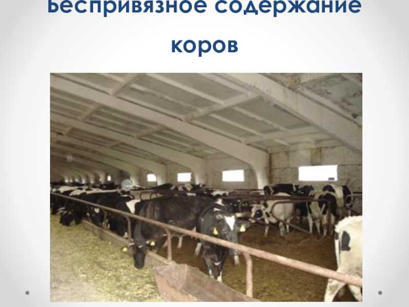 Курсовая работа (теория) на тему "поточно-цеховая технология производства молока и воспроизводства стада на комплексе мощностью 1510 коров" скачать бесплатно