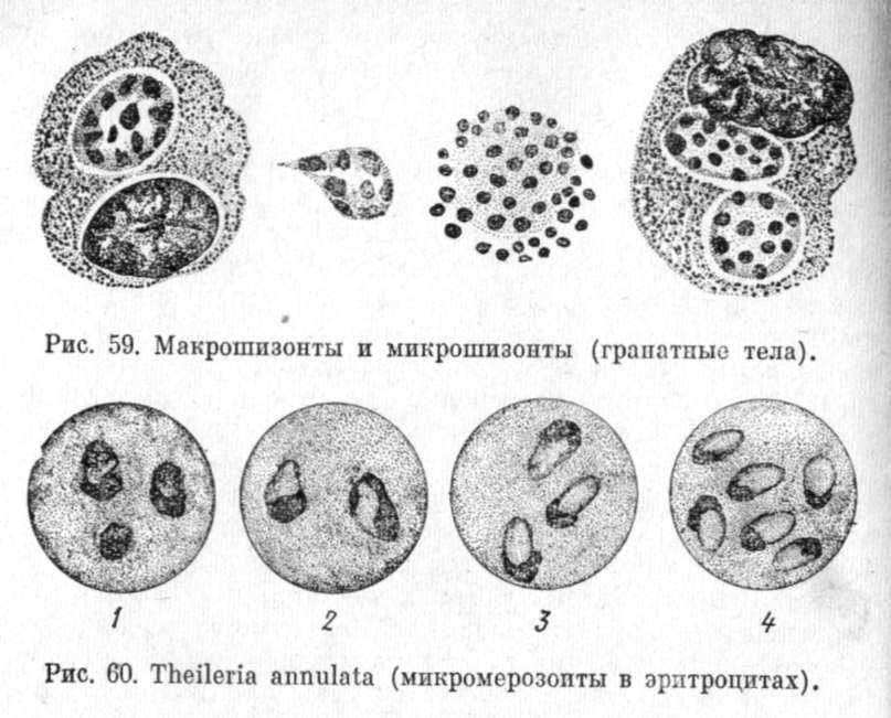 Болезни овец и их симптомы – консультация ветеринара