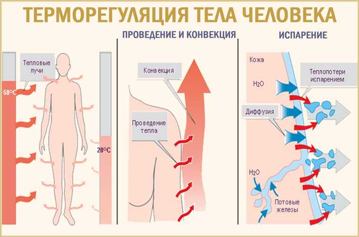 Глава vii. физиология теплообмена