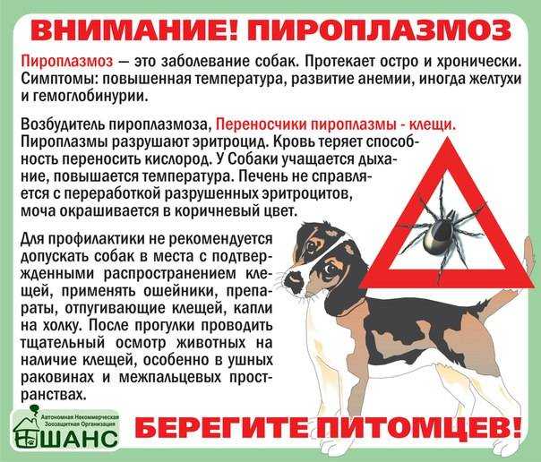 Пироплазмоз лошадей. болезни лошадей