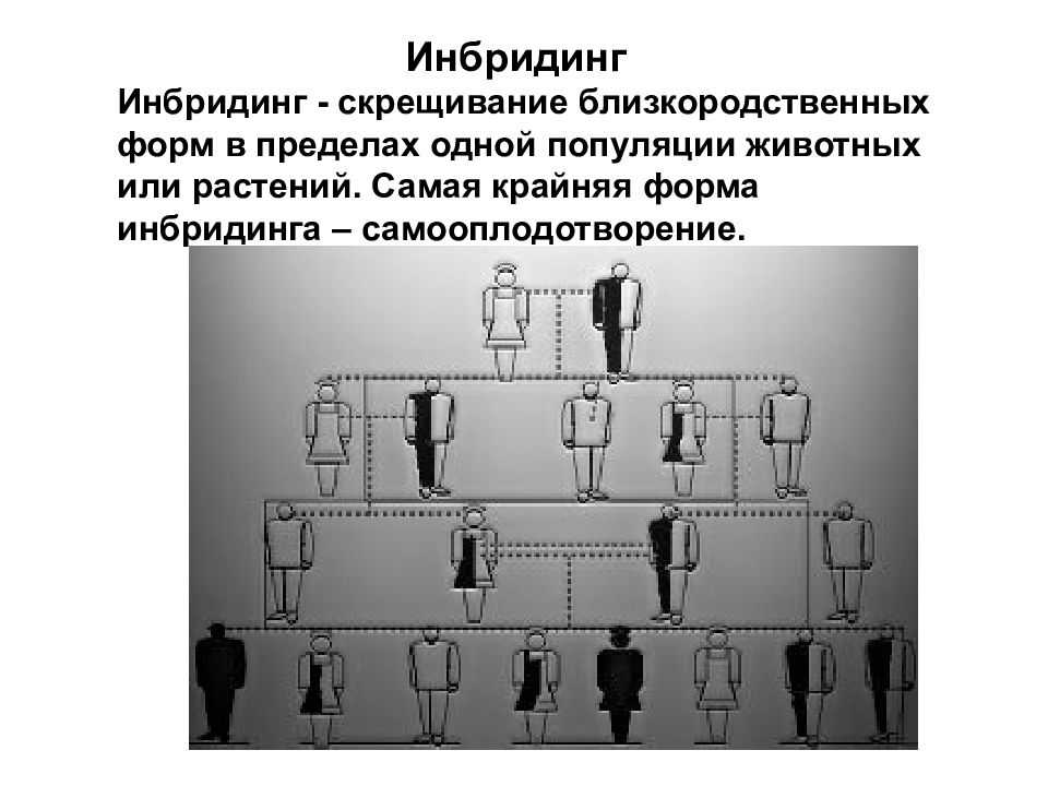 Инбридинг | лайки урал