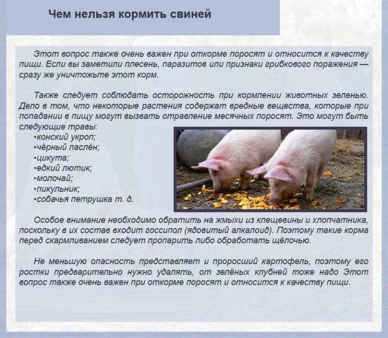 Рацион кормления свиней: особенности и выбор премиксов