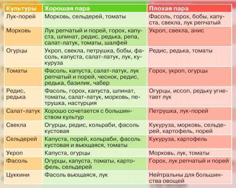 Соседи винограда. друзья и антагонисты виноградного куста