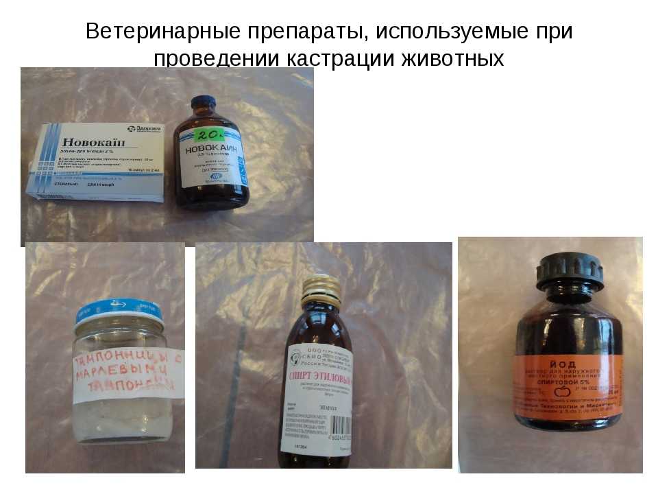 Кастрация свиней