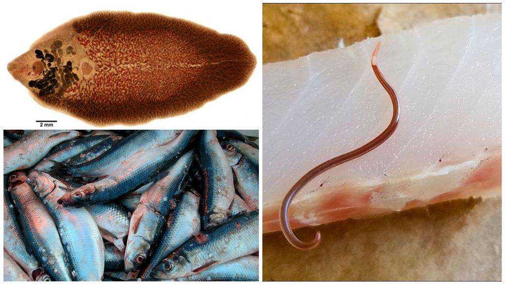 Виды паразитов в речной и морской рыбе, погибают ли они после замораживания продукта