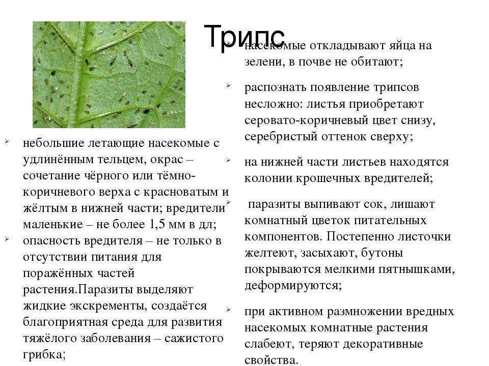 Болезни комнатных растений: бактериозы и вирусы, описание и фото, меры борьбы