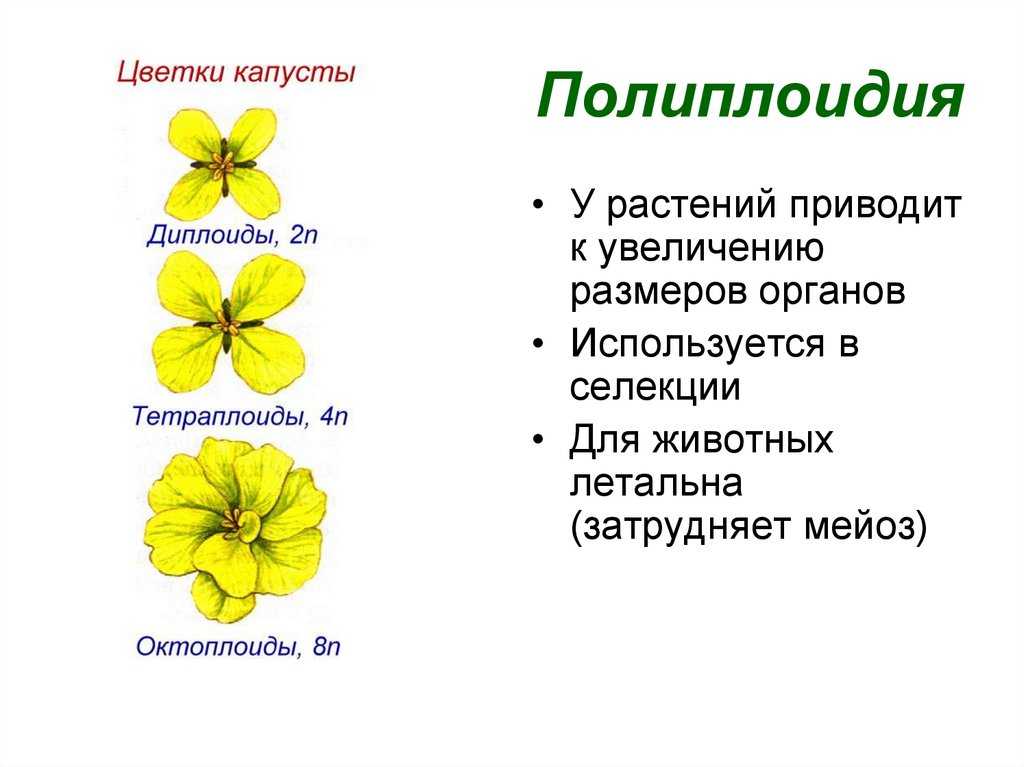 Решение задач с полиплоидией