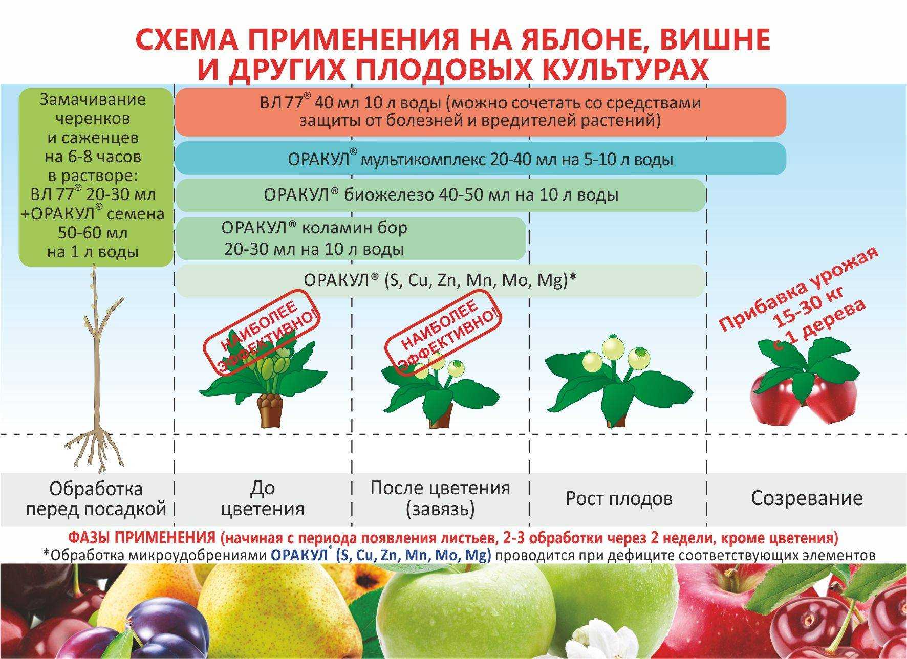 Какое строение имеет побег — особенности развития